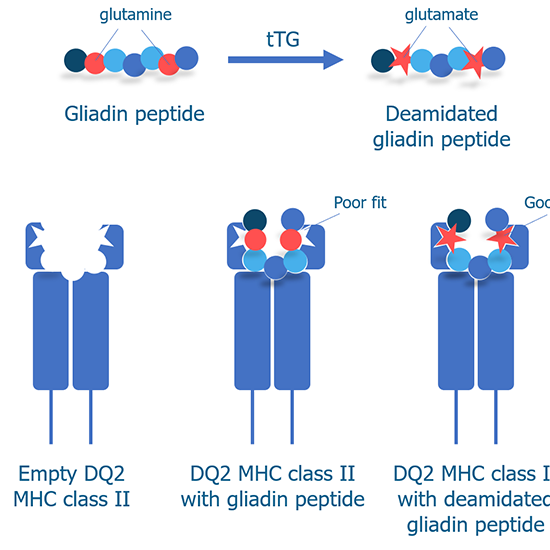 gliadin deaminated antibody iga